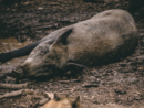 cinghiale
