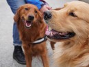 Collegno lancia “Colle-Zampe”: al via il progetto per una convivenza consapevole tra cittadini e cani