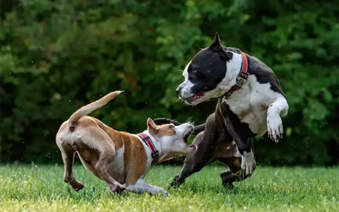 Un uomo era andato in vacanza abbandonando i cani a casa