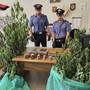 Sono in tutto cinque le persone arrestate dai carabinieri per droga Sono in tutto cinque le persone arrestate dai carabinieri per droga