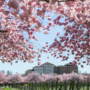 Alla Reggia di Venaria è arrivata la primavera con la fioritura dei ciliegi: gli eventi all'ombra dei petali rosa