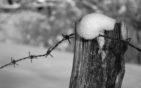 Giornata della Memoria, ecco tutti gli appuntamenti a Venaria Reale