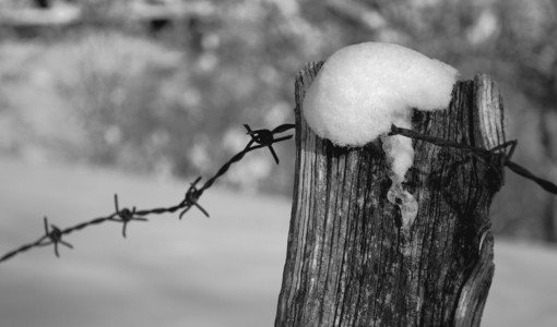 Giornata della Memoria, ecco tutti gli appuntamenti a Venaria Reale Giornata della Memoria, ecco tutti gli appuntamenti a Venaria Reale