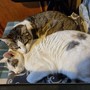 8 agosto Giornata del gatto