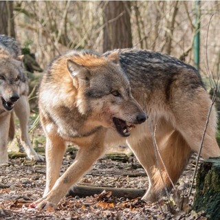 Allevatori piemontesi, bando della Regione per proteggersi dai lupi