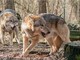Allevatori piemontesi, bando della Regione per proteggersi dai lupi