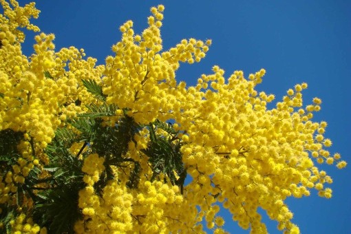Le mimose, simbolo floreale dell'8 marzo Le mimose, simbolo floreale dell'8 marzo