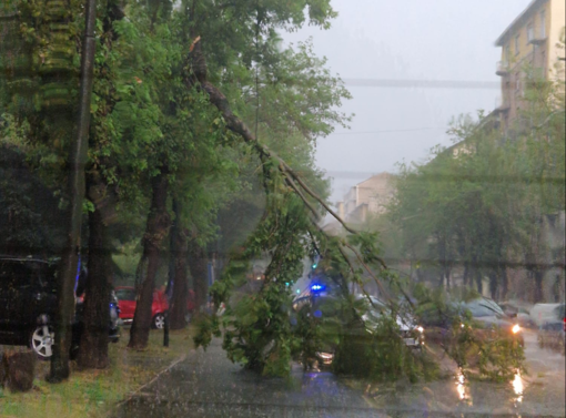 Un albero si spezza in Corso Belgio, 120 interventi per il maltempo Un albero si spezza in Corso Belgio, 120 interventi per il maltempo