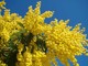 Le mimose, simbolo floreale dell'8 marzo Le mimose, simbolo floreale dell'8 marzo