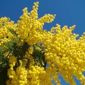 Le mimose, simbolo floreale dell'8 marzo Le mimose, simbolo floreale dell'8 marzo