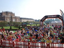 Sciame di calabroni imperversa a La Mandria durante la maratona Sciame di calabroni imperversa a La Mandria durante la maratona