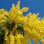 Le mimose, simbolo floreale dell'8 marzo Le mimose, simbolo floreale dell'8 marzo