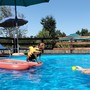 Un tuffo rinfrescante per i nostri amici a quattro zampe: benvenuti alla piscina di &quot;Casa del Cane Vagabondo&quot;!