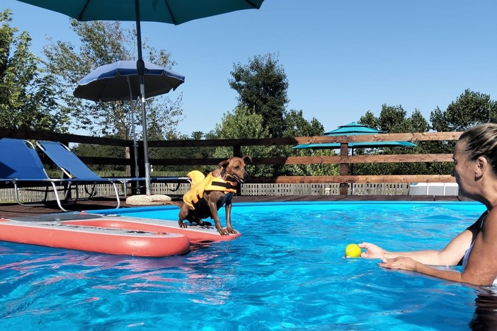 Un tuffo rinfrescante per i nostri amici a quattro zampe: benvenuti alla piscina di &quot;Casa del Cane Vagabondo&quot;!