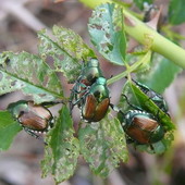 Immagine di repertorio