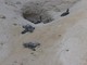 Wwf a difesa delle tartarughe marine, in Sicilia primato di deposizioni Wwf a difesa delle tartarughe marine, in Sicilia primato di deposizioni