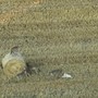 Branco di lupi 'adotta' un cucciolo di cane, il caso raro in Grecia – Video Branco di lupi 'adotta' un cucciolo di cane, il caso raro in Grecia – Video