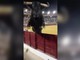 Paura in Spagna, toro scavalca recinzione durante la corrida