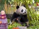 Compleanno per le gemelle panda allo zoo di Berlino, festa con torta ghiacciata di frutta