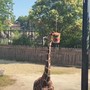 Al Bioparco di Roma gli animali mangiano ghiaccioli contro il caldo torrido
