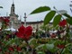 A Venaria Reale, un weekend di fiori e profumi con la Festa delle rose