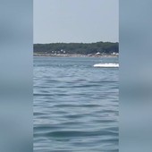 Delfini a pochi metri dalla riva in Romagna tra acrobazie e giochi d'acqua Delfini a pochi metri dalla riva in Romagna tra acrobazie e giochi d'acqua
