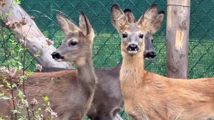 Belluno, liberati tre cuccioli di capriolo diventati fratelli dopo le cure Belluno, liberati tre cuccioli di capriolo diventati fratelli dopo le cure