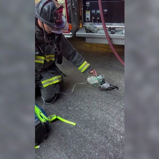 Un piccione con la maschera per l'ossigeno, il soccorso dei Vigili del Fuoco Un piccione con la maschera per l'ossigeno, il soccorso dei Vigili del Fuoco