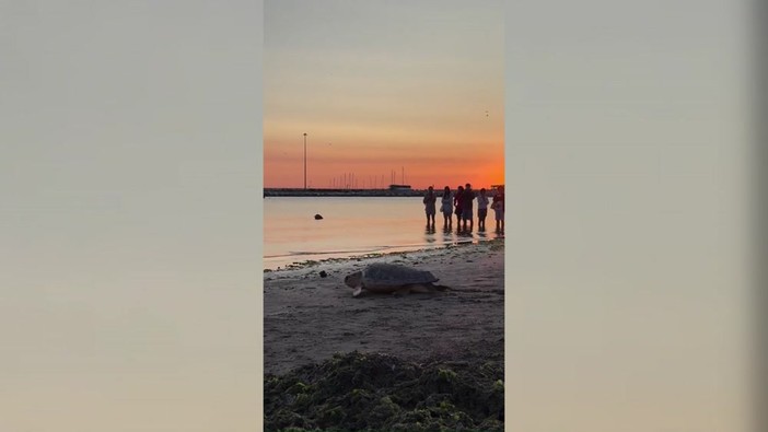 Ulisse torna in mare, la tartaruga riprende il largo dopo le cure