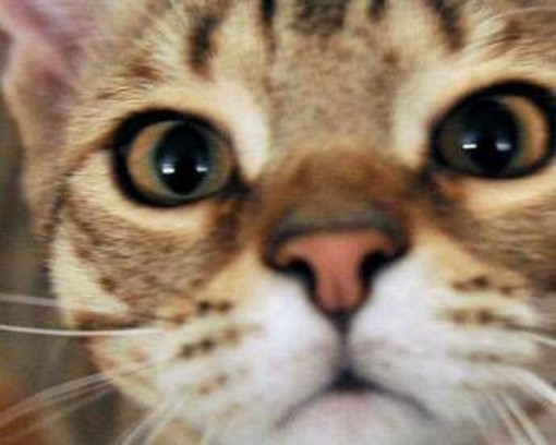 Micio che passione, il 32% degli italiani gioca più di 2 ore a settimana con il proprio gatto Micio che passione, il 32% degli italiani gioca più di 2 ore a settimana con il proprio gatto