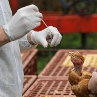 Aviaria, Bassetti: "Sarà prossima pandemia, si tratta solo di stabilire quando accadrà" Aviaria, Bassetti: "Sarà prossima pandemia, si tratta solo di stabilire quando accadrà"