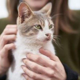 Vacanza gratis in Grecia... ma badando ai gatti randagi: l'annuncio 'di lavoro'