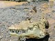 Brisbane 2032, ok al fiume dei coccodrilli: gare di canottaggio si faranno sul Fitzroy Brisbane 2032, ok al fiume dei coccodrilli: gare di canottaggio si faranno sul Fitzroy
