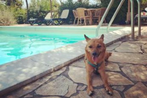 Giornata internazionale del cane, i consigli per viaggiare pet-friendly in Italia e all’estero