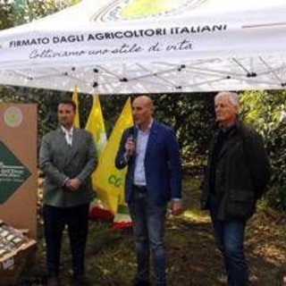 L'avocado siciliano conquista gli store Lidl Italia L'avocado siciliano conquista gli store Lidl Italia