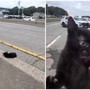 "C'è un gatto in autostrada", l'operazione di salvataggio (riuscita) a New York "C'è un gatto in autostrada", l'operazione di salvataggio (riuscita) a New York
