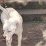 Seduta al tavolino di un bar viene azzannata in testa da un cane sfuggito alla dog sitter