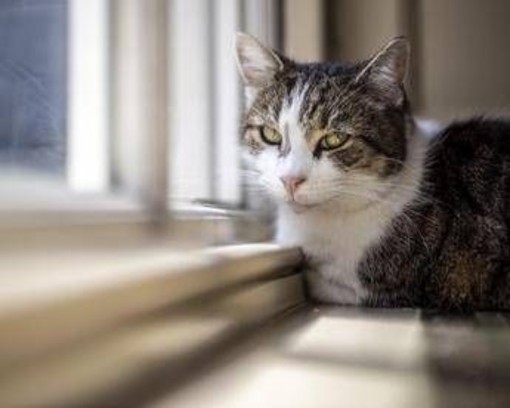 Microchip obbligatorio per cani e gatti, il Parlamento europeo ha dato l'ok definitivo