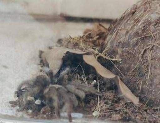 Milano, trovata una tarantola in strada