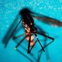 West Nile, altri due casi sospetti a Latina: verifiche in corso