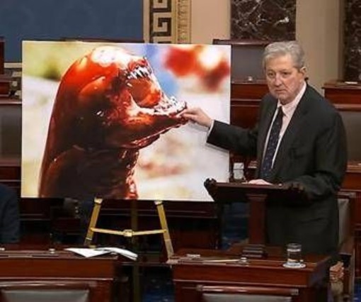 &quot;I gamberi ti fanno diventare Alien&quot;, l'allarme del senatore Kennedy