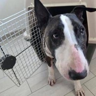 Cani e gatti in aereo, arriva la svolta: nuove regole, cosa cambia
