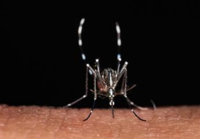 Da zecche a zanzare rischio virus in vacanza, Bassetti: "Non solo in Paesi esotici"