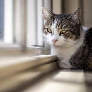 Microchip obbligatorio per cani e gatti, il Parlamento europeo ha dato l'ok definitivo
