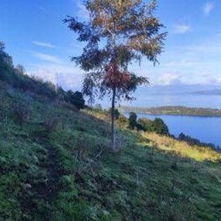 Mundys, Neya lancia in Cile nuovo progetto riforestazione di 170 ettari