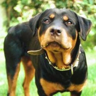 Pisa, donna morsa al volto dal rottweiler di famiglia