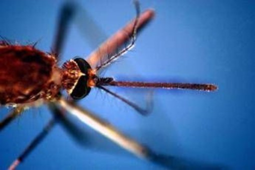 West Nile, donna di 82 anni morta a Fondi: era stata ricoverata per febbre e stato confusionale