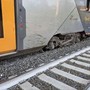 Roma, mucche su binari: treno deraglia vicino a stazione di Piana Bella a Montelibretti, nessun ferito Roma, mucche su binari: treno deraglia vicino a stazione di Piana Bella a Montelibretti, nessun ferito