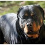 Lite tra ragazze per strada Porto Cesareo, 12enne azzannata da rottweiler a polpaccio