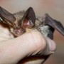 Pipistrello africano tra i vicoli di Lampedusa, scoperta nuova specie in Europa